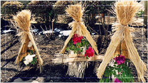 お庭のプロが行う年間管理